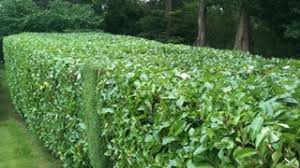 hedge cutting