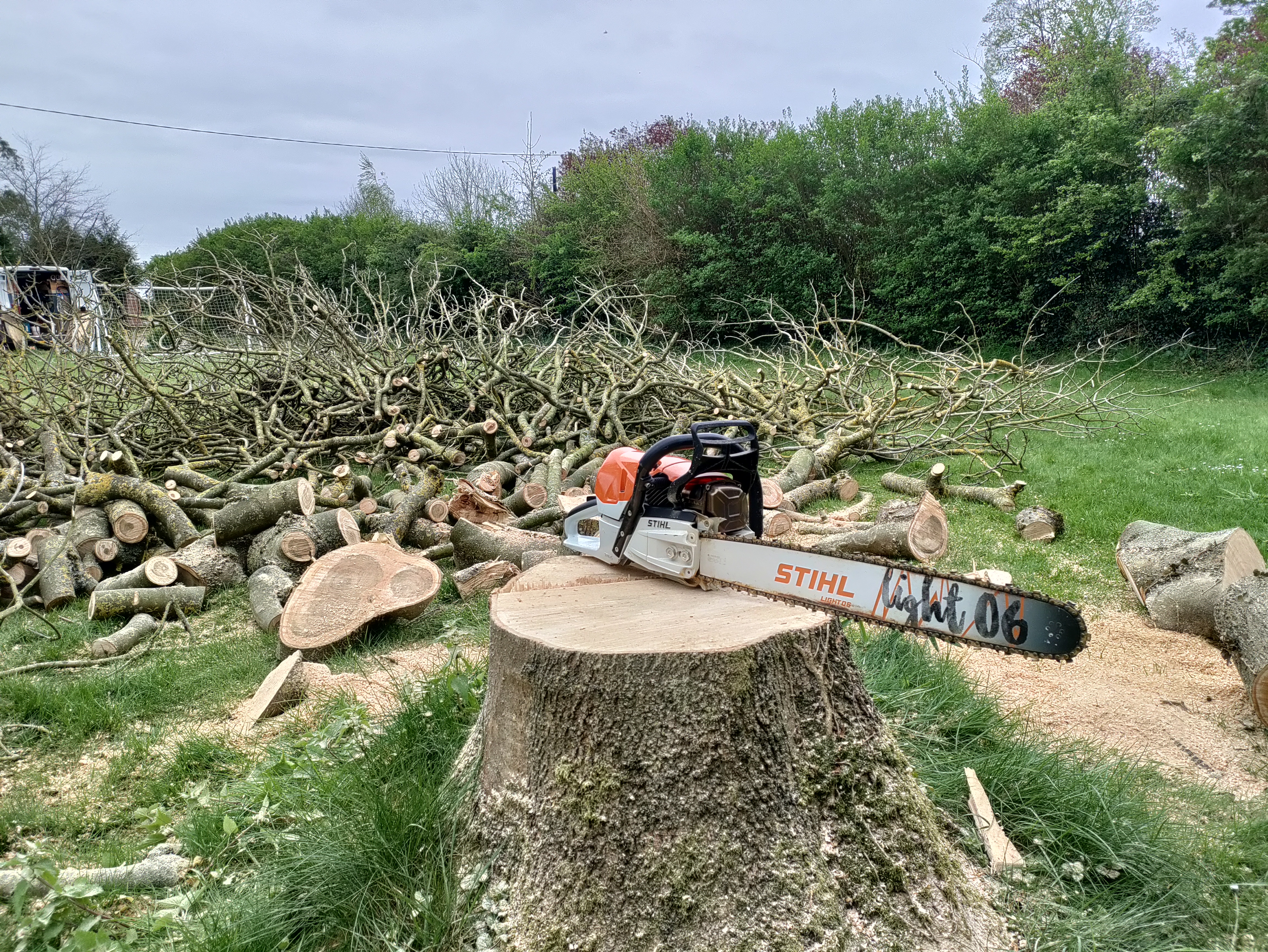 shrub & tree removal